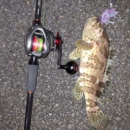 チャイロマルハタ