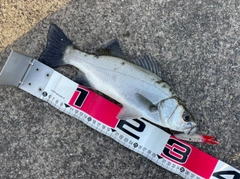 ヒラスズキの釣果
