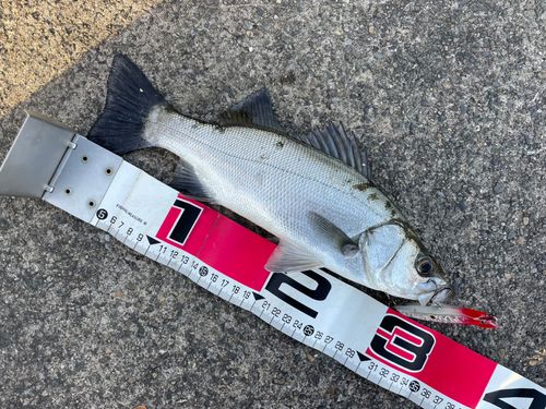 ヒラスズキの釣果