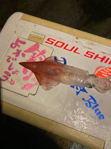 釣果