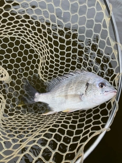キビレの釣果
