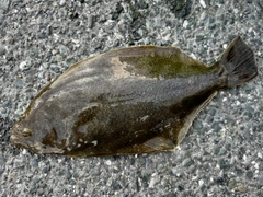 ヒラメの釣果