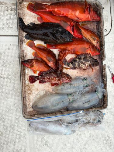アオリイカの釣果