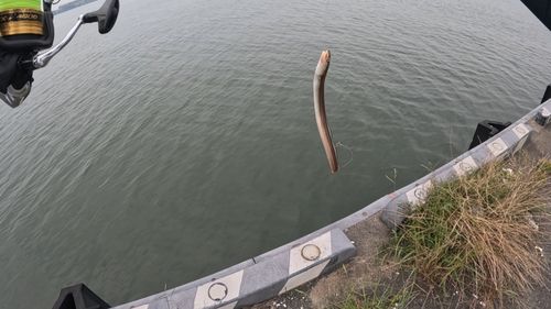 アイゴの釣果