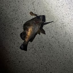メバル