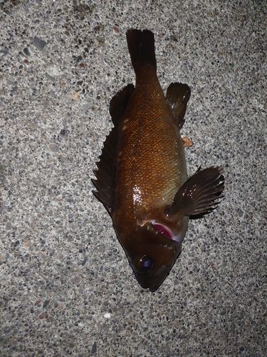 エゾメバルの釣果