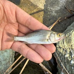 セッパ（ヒラスズキ）