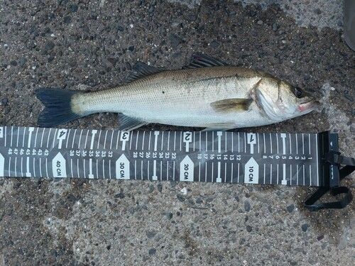 ハネ（ヒラスズキ）の釣果