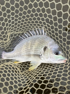 キビレの釣果