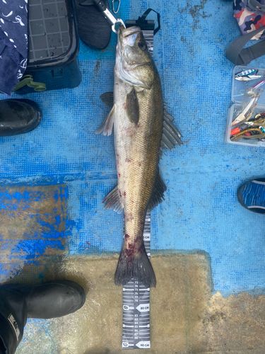 シーバスの釣果