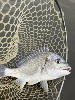 キビレの釣果