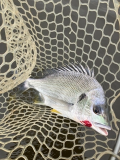 キビレの釣果