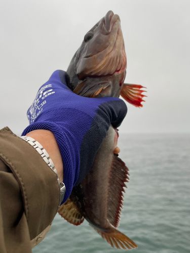 アイナメの釣果