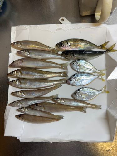 シロギスの釣果