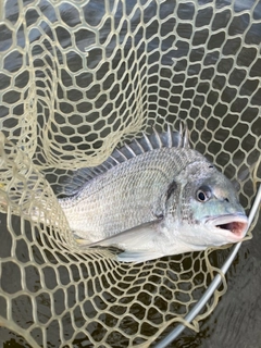 キビレの釣果