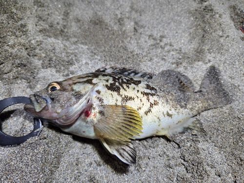 ムラソイの釣果