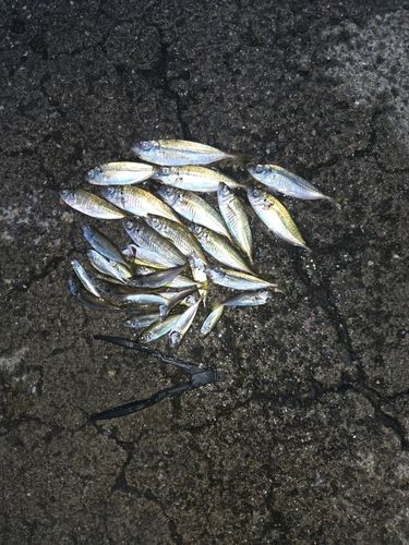 アジの釣果