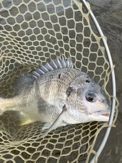 キビレの釣果