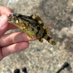 タケノコメバル