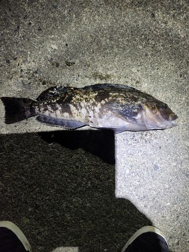 アイナメの釣果