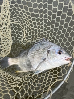 キビレの釣果