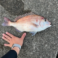 タイの釣果