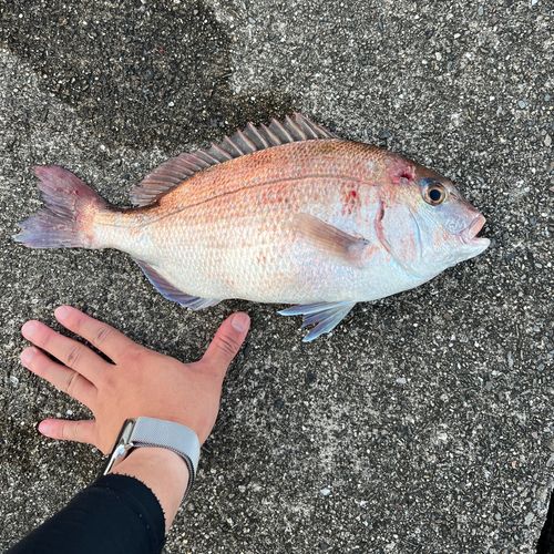 タイの釣果