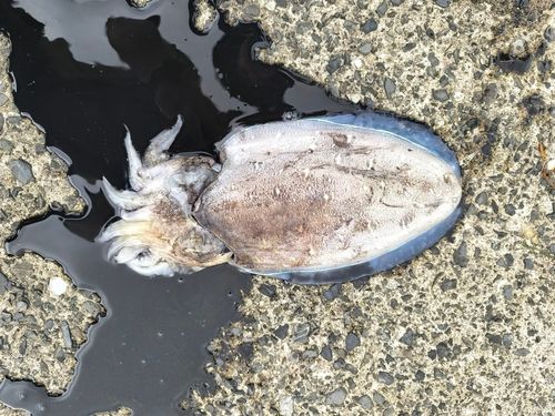 コウイカの釣果