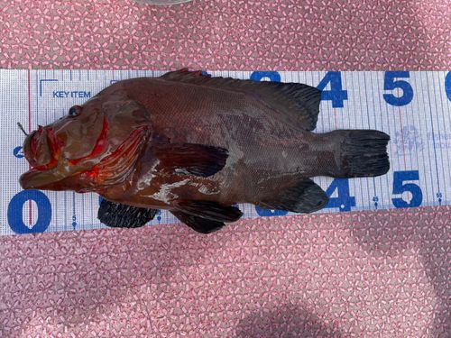 クロハタの釣果