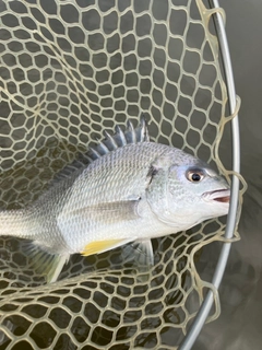キビレの釣果