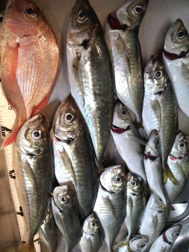アジの釣果