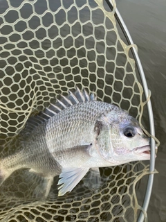 キビレの釣果