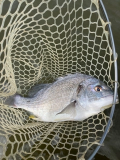 キビレの釣果
