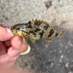 タケノコメバル
