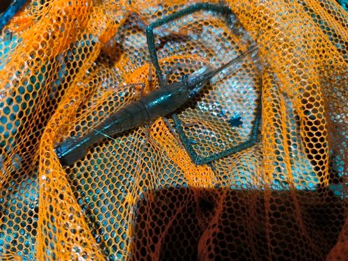 テナガエビの釣果