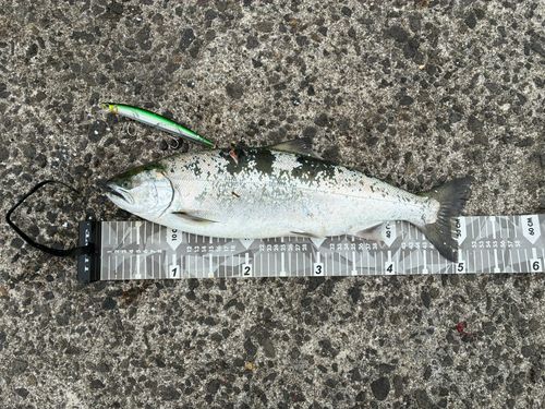 サクラマスの釣果