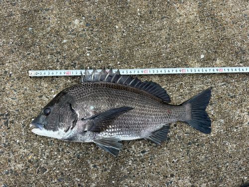 チヌの釣果