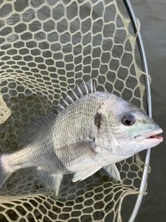 キビレの釣果