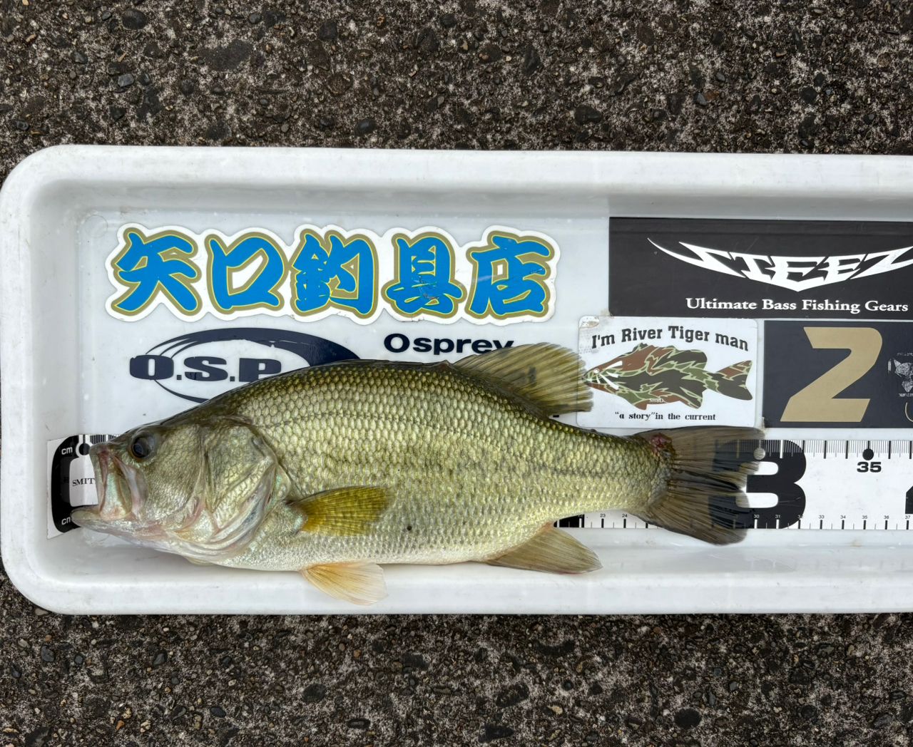 スモールマウスバス