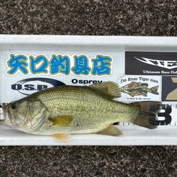 スモールマウスバス