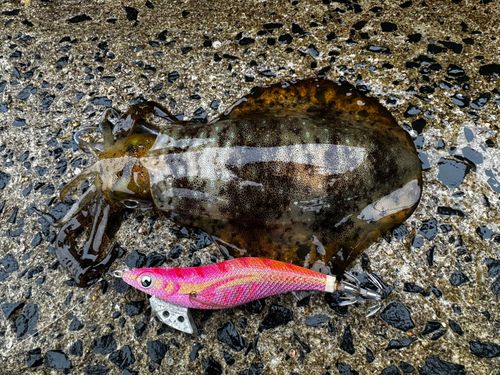 アオリイカの釣果