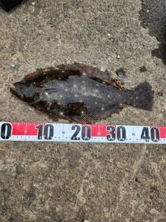 ヒラメの釣果