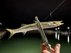 カマスの釣果