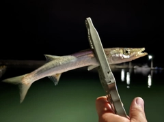 カマスの釣果