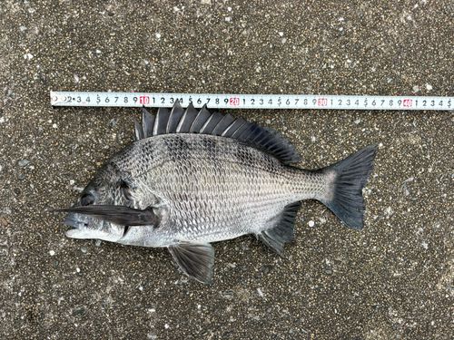 メイタの釣果