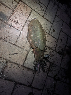 モンゴウイカの釣果