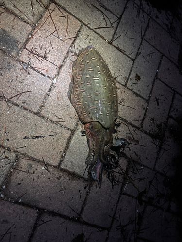 モンゴウイカの釣果