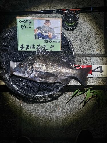チヌの釣果