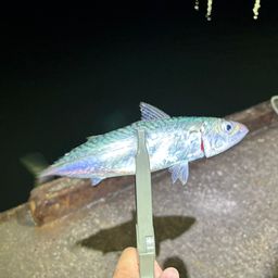サバ