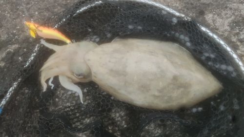 コウイカの釣果